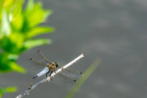 Selective Focus Shot Dragonfly Perched Twig — Stock Photo, Image