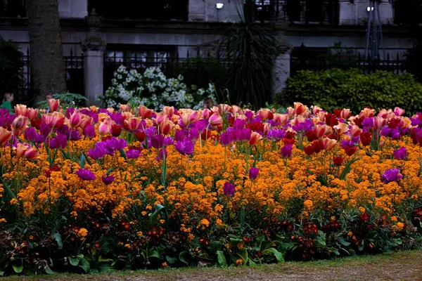 Ein Schöner Blick Auf Einen Hof Voller Bunter Tulpen Und — Stockfoto