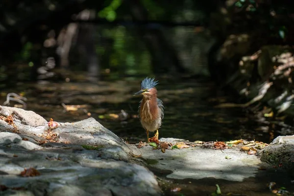 Bir taşın üzerine tünemiş bir yeşil balıkçıl için seçici bir odak noktası.