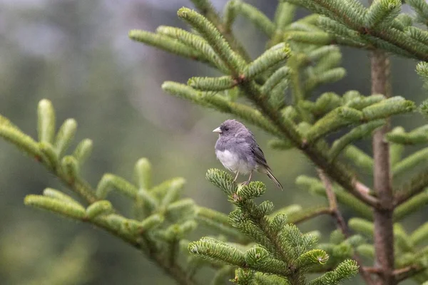 Gros Plan Oiseau Blanc Sur Bel Arbre — Photo