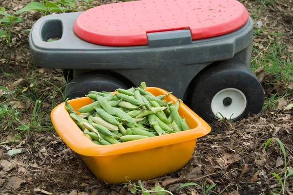 Les Petits Pois Frais Récoltés Dans Bol Sol — Photo