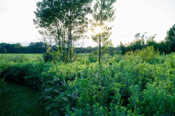 A scenery of a field with growing plants in the sun