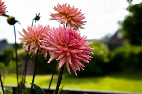 Płytkie Zbliżenie Ostrości Pięknych Kwiatów Georgina Rośnie Ogrodzie — Zdjęcie stockowe