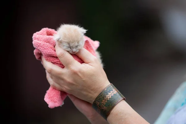 Bedårande Nyfödd Kattunge Händerna Person — Stockfoto