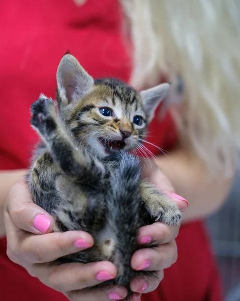 Selective Baby Kitten Female Hands — Stock Photo, Image
