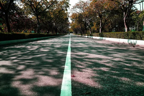 Empty Road Surrounded Trees Sunny Day — Stock Photo, Image