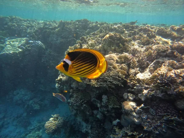 Undervattensscen Med Korallrev Och Tropisk Fisk — Stockfoto