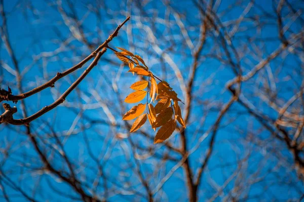 Een Close Shot Van Herfst Gele Bladeren Een Smalle Boomtak — Stockfoto