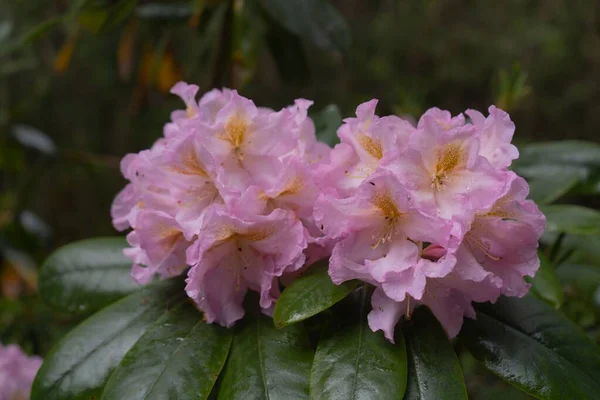Eine Nahaufnahme Von Rosa Azaleen Blüten Die Einem Strauch Wachsen — Stockfoto