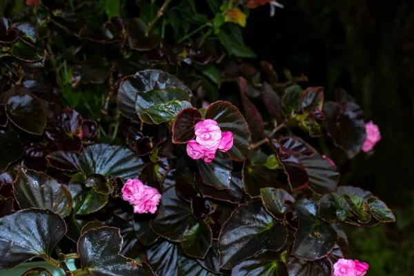 Крупный План Красивых Видов Цветков Бегонии Розовыми Лепестками Темном Кусте — стоковое фото