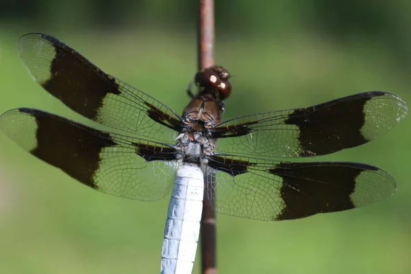 Primer Plano Una Libélula Con Alas Transparentes Encaramadas Palo — Foto de Stock