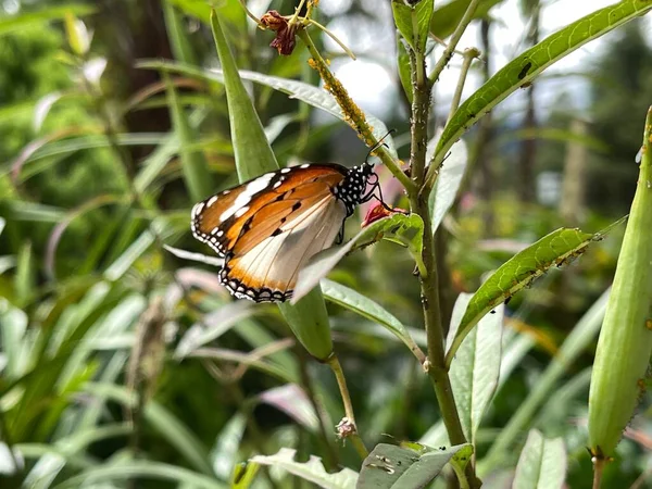 Primo Piano Una Farfalla Monarca Arancione Una Pianta Fragole — Foto Stock