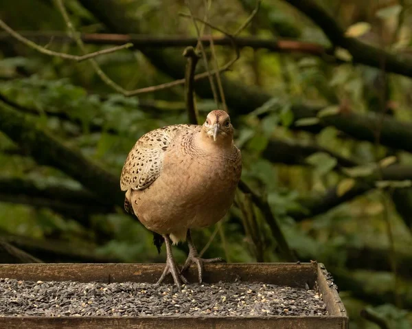 Selective Female Ring Necked Pheasant Hen Phasianus Colchicus Feeder — Stock Photo, Image