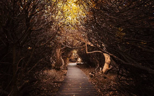 Uma Longa Trilha Madeira Através Parque Outono Leicester — Fotografia de Stock