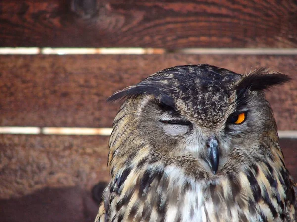 Zbliżenie Eurazjatyckiego Orła Sowy Bubo Bubo Przeciw Drewnianej Ścianie — Zdjęcie stockowe