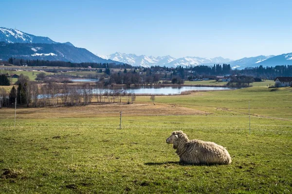 Sheep Sitting Grass Falling Shadow Ground Mountains Background — Stock Photo, Image