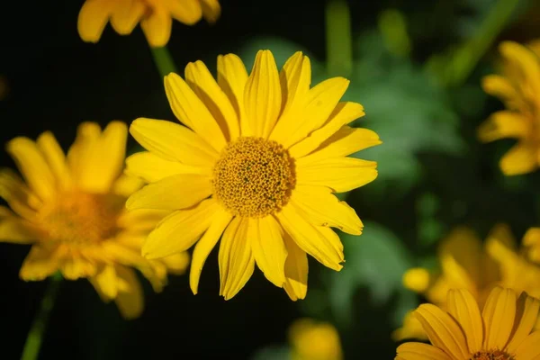 Una Vista Superior Una Floreciente Margarita Amarilla Brillante —  Fotos de Stock