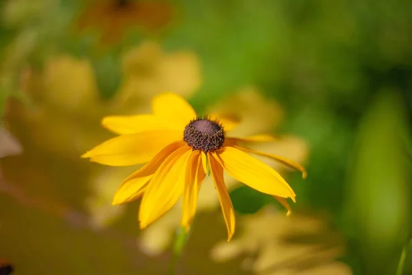 Рудбеккія Хірта Rudbeckia Hirta Яку Зазвичай Називають Чорноокою Сюзан — стокове фото