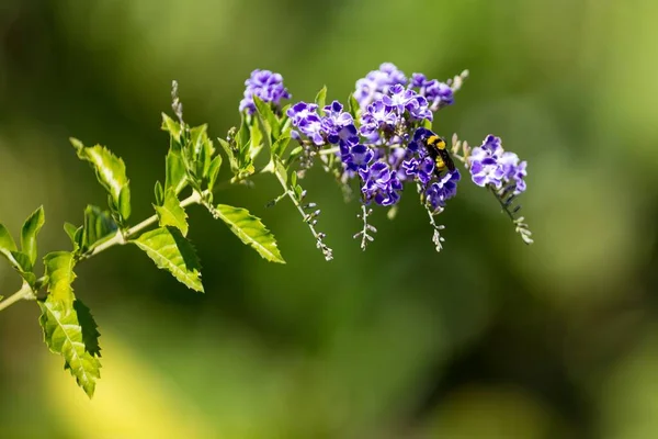 Tiro Close Uma Abelha Adoráveis Flores Duranta Dia Ensolarado — Fotografia de Stock