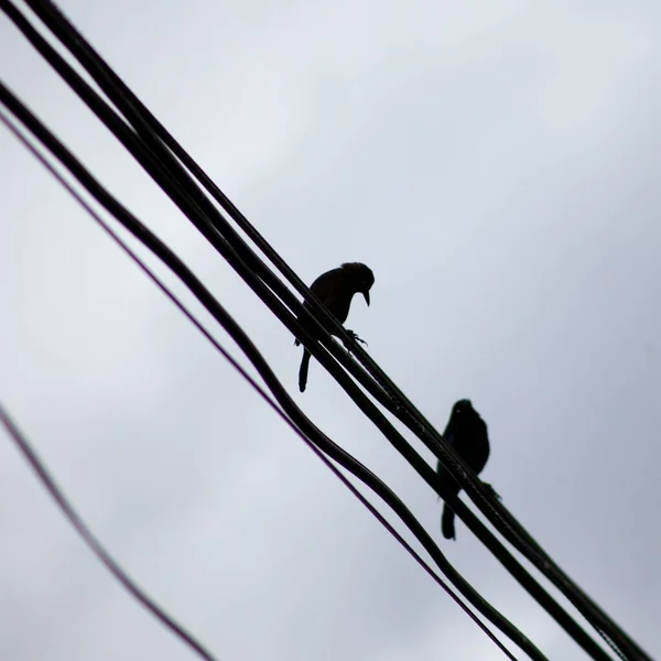 通りの電線に2羽の鳥のシルエットのクローズアップショット — ストック写真