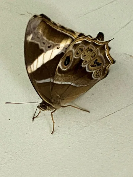 배경에 대나무늘보 나비의 — 스톡 사진