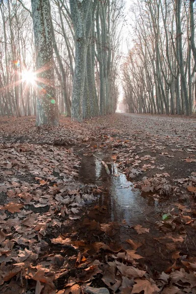 Een Prachtig Parklandschap Met Houten Bomen Gevallen Esdoornbladeren Waterplas Girona — Stockfoto