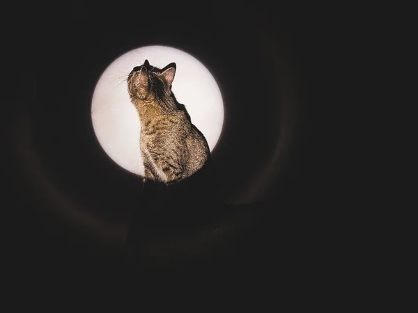 Konstnärlig Bild Grå Randig Katt Sedd Ett Cirkelformat Ljus Mörkret — Stockfoto