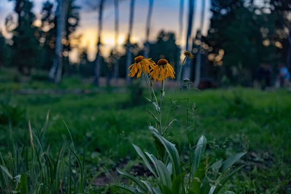 Primer Plano Las Flores Conos Amarillos Echinacea Paradoxa Parque — Foto de Stock