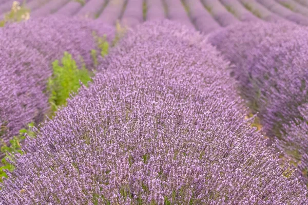 Campo Lavanda Provença Bela Paisagem Primavera — Fotografia de Stock