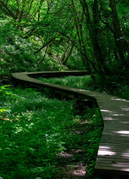 Krásný Svislý Záběr Dřevěné Cesty Uprostřed Lesa — Stock fotografie