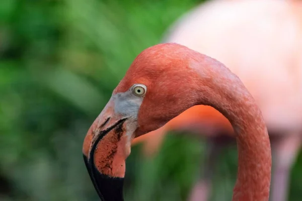 Lähikuva Flamingosta — kuvapankkivalokuva