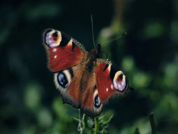 Páva Pillangó Egy Virág Zöld Bokeh Háttérben — Stock Fotó