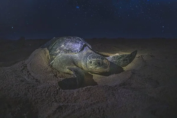 Крупный План Морской Черепахи Песчаном Пляже Звездную Ночь — стоковое фото