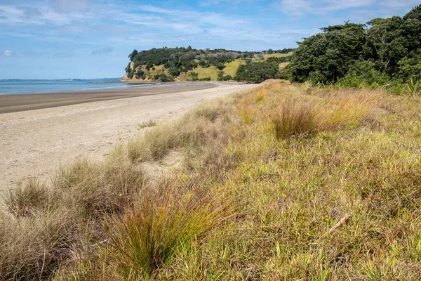 Mahurangi Park Yeni Zelanda Bir Deniz Kıyısında Büyüyen Yaban Kamışlarının — Stok fotoğraf
