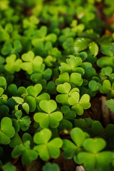 Primo Piano Foglie Trifoglio Verde — Foto Stock