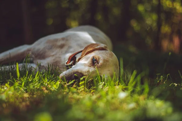 Zbliżenie Smutnego Angielskiego Psa Wskaźnikowego Leżącego Trawie — Zdjęcie stockowe
