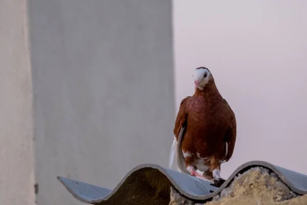 Selective Homing Pigeon Tile Roof — Stock Photo, Image