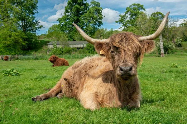 Primer Plano Una Vaca Escocesa Las Highlands Marrón Descansando Pasto — Foto de Stock
