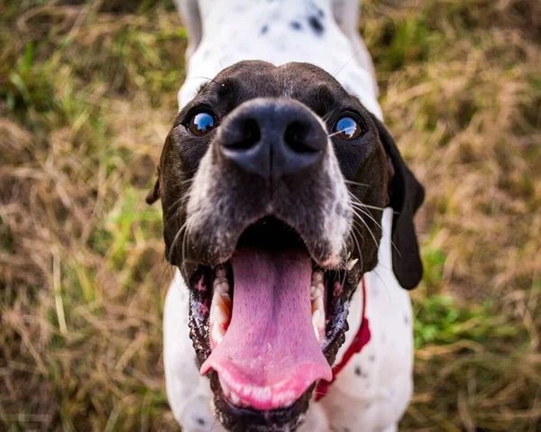 Портрет Англійського Собаки — стокове фото