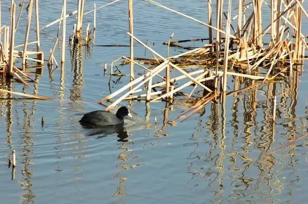 Μια Άποψη Του Ευρασιατικού Κουκούλι Fulica Atra Wading Μια Λίμνη — Φωτογραφία Αρχείου