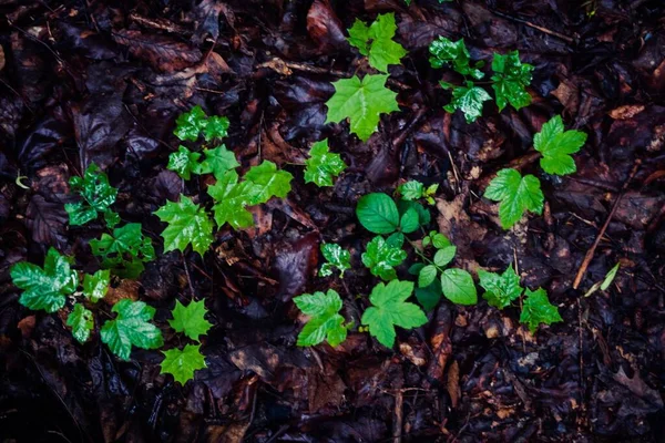 Zbliżenie Nowych Zielonych Liści Wyrastających Ziemi — Zdjęcie stockowe