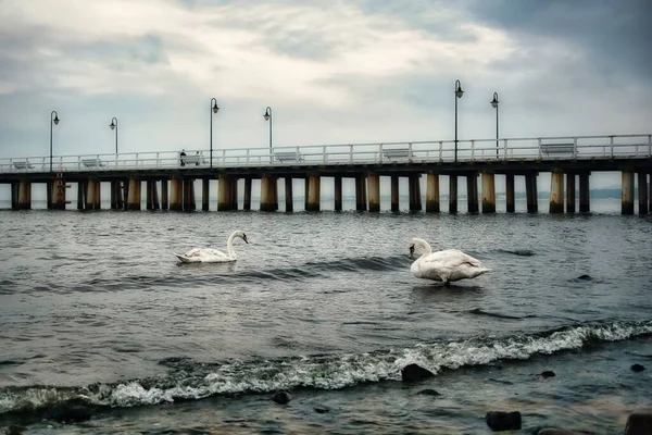 Λευκοί Κύκνοι Στο Νερό Μπροστά Από Την Προβλήτα Στην Gdynia — Φωτογραφία Αρχείου