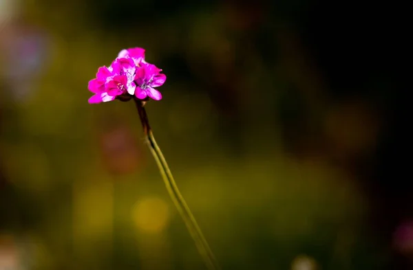 Mor Çiçeklerin Yüzeysel Odak Noktası — Stok fotoğraf