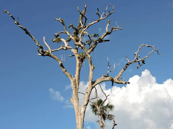 Крупный План Дерева Бразилии — стоковое фото