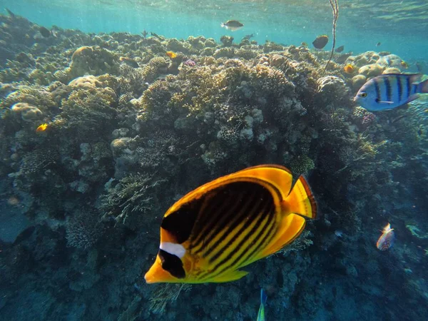 Μια Υποβρύχια Λήψη Των Κοραλλιών Και Των Ψαριών — Φωτογραφία Αρχείου