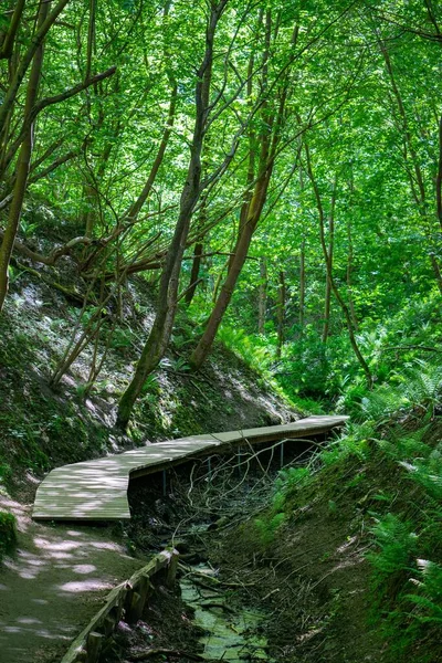 Pionowe Ujęcie Drewnianej Ścieżki Środku Lasu — Zdjęcie stockowe