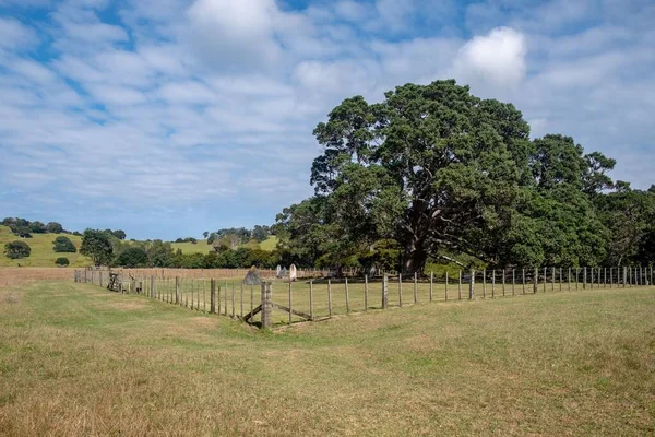 Monte Árvores Grandes Perto Uma Cerca Madeira Campo Mahurangi Park — Fotografia de Stock