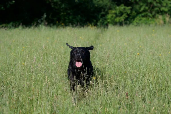 Een Prachtig Shot Van Een Zwarte Labrador Retriever Hond Spelend — Stockfoto