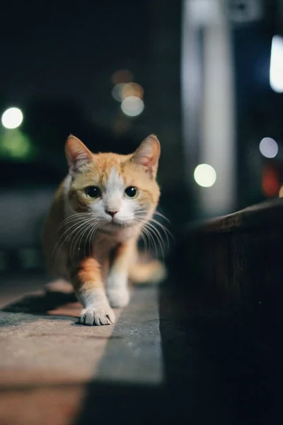 Vertical Closeup Shot Cute Ginger Domesticated Cat Blurred Background Night — Stock Photo, Image