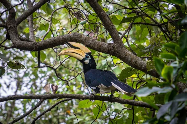 枝には熱帯の黒い角鳥が倒れた — ストック写真